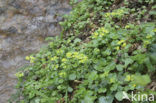 Verspreidbladig goudveil (Chrysosplenium alternifolium)