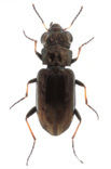 Notiophilus quadripunctatus