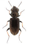 Vierstipspiegeltje (Notiophilus quadripunctatus)