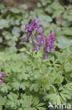 Bulbous Corydalis (Corydalis solida)