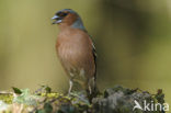 Chaffinch (Fringilla coelebs)