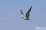 Common Tern (Sterna hirundo)