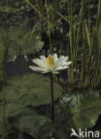 white Egyptian lotus (Nymphaea lotus)