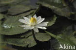 white Egyptian lotus (Nymphaea lotus)