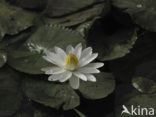 white Egyptian lotus (Nymphaea lotus)