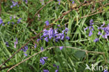 Wilde hyacint