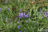 Bluebell (Scilla non-scripta)