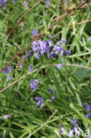 Bluebell (Scilla non-scripta)