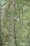 Wilde lijsterbes (Sorbus aucuparia)