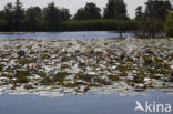 Witte waterlelie (Nymphaea alba)