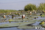 Witte waterlelie (Nymphaea alba)