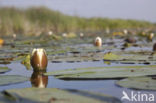 Witte waterlelie (Nymphaea alba)