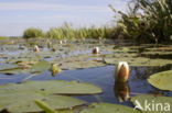 Witte waterlelie (Nymphaea alba)