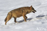 Grey Wolf (Canis lupus)
