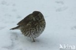 Song Thrush (Turdus philomelos)