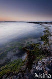 Green Seaweed (Enteromorpha spec.)