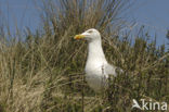 Zilvermeeuw (Larus argentatus)