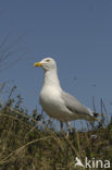 Zilvermeeuw (Larus argentatus)