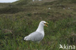 Zilvermeeuw (Larus argentatus)