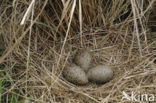 Zilvermeeuw (Larus argentatus)