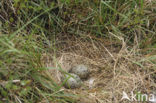 Zilvermeeuw (Larus argentatus)