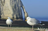 Herring Gull (Larus argentatus)