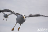 Zilvermeeuw (Larus argentatus)