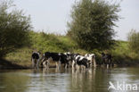 Mottled Cow (Bos domesticus)