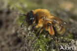 mining bee (Andrena nigroaenea)