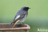 Black Redstart (Phoenicurus ochruros)