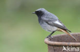 Black Redstart (Phoenicurus ochruros)