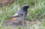 Black Redstart (Phoenicurus ochruros)