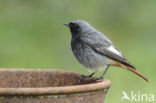 Black Redstart (Phoenicurus ochruros)
