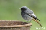 Black Redstart (Phoenicurus ochruros)