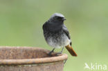 Black Redstart (Phoenicurus ochruros)