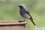 Black Redstart (Phoenicurus ochruros)