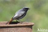 Black Redstart (Phoenicurus ochruros)