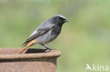 Black Redstart (Phoenicurus ochruros)