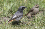 Black Redstart (Phoenicurus ochruros)