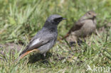 Zwarte Roodstaart (Phoenicurus ochruros)