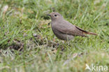 Black Redstart (Phoenicurus ochruros)