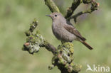 Black Redstart (Phoenicurus ochruros)