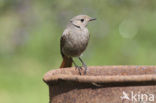 Black Redstart (Phoenicurus ochruros)