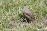 Black Redstart (Phoenicurus ochruros)