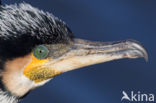 Cormorant (Nannopterum harrisi)