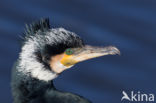 Cormorant (Nannopterum harrisi)