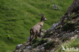 Alpen Steenbok (Capra ibex)