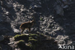 Alpen Steenbok (Capra ibex)