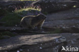 Alpine Marmot (Marmota marmota)