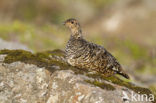 Alpensneeuwhoen (Lagopus muta)